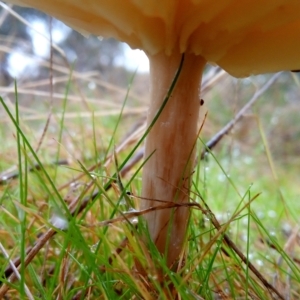 zz agaric (stem; gills white/cream) at Aranda, ACT - 1 May 2023 09:50 AM