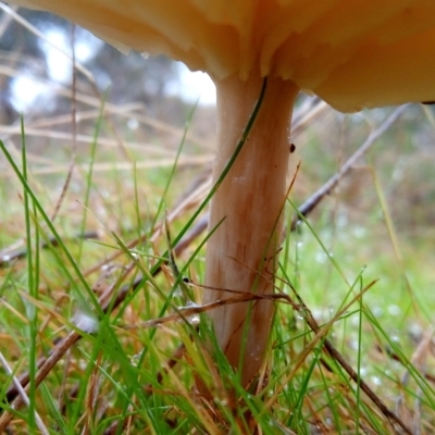 zz agaric (stem; gills white/cream) at Aranda, ACT - 30 Apr 2023 by PandaLemon