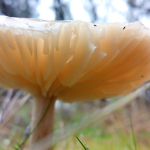 zz agaric (stem; gills white/cream) at Aranda, ACT - 1 May 2023 09:50 AM