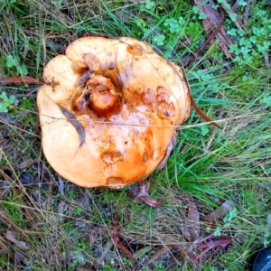 zz bolete at Aranda, ACT - 1 May 2023