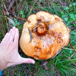 zz bolete at Aranda, ACT - 1 May 2023