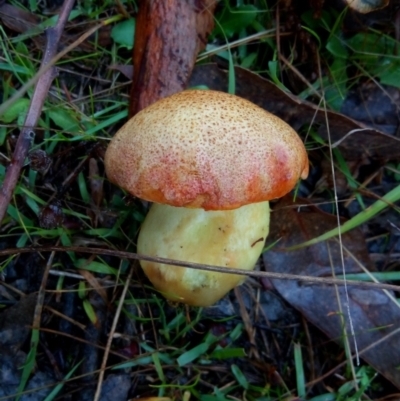 zz bolete at Molonglo Valley, ACT - 1 May 2023 by PandaLemon