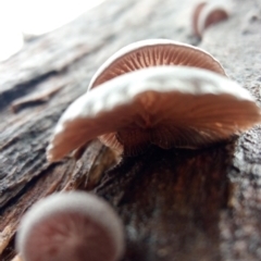 zz Agaric (stemless) at Molonglo Valley, ACT - 1 May 2023 10:44 AM