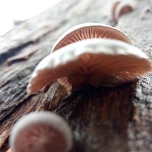 zz Agaric (stemless) at Molonglo Valley, ACT - 1 May 2023