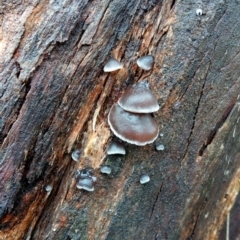 zz Agaric (stemless) at Molonglo Valley, ACT - 1 May 2023 10:44 AM