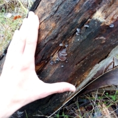 zz Agaric (stemless) at Molonglo Valley, ACT - 1 May 2023 10:44 AM