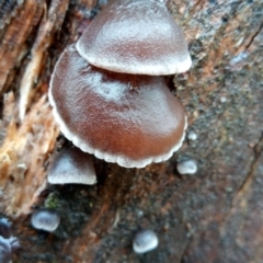zz Agaric (stemless) at Molonglo Valley, ACT - 1 May 2023 10:44 AM