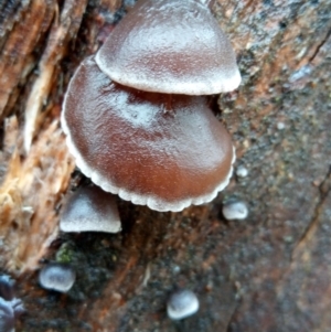 zz Agaric (stemless) at Molonglo Valley, ACT - 1 May 2023 10:44 AM