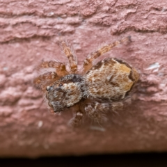 Servaea incana (Hoary Servaea) at Paddys River, ACT - 1 May 2023 by CanberraDSN