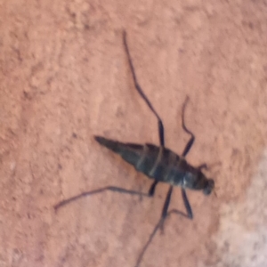 Boreoides subulatus at Hackett, ACT - 18 Apr 2023