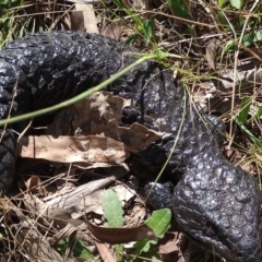 Tiliqua rugosa (Shingleback Lizard) at Mount Majura - 11 Feb 2023 by Berlge