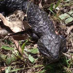 Tiliqua rugosa at Hackett, ACT - 11 Feb 2023