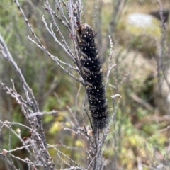 Aloa marginata (Donovan's Tiger Moth) at Kosciuszko National Park - 29 Apr 2023 by teeniiee