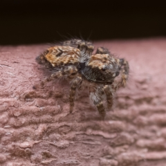 Servaea incana (Hoary Servaea) at Paddys River, ACT - 1 May 2023 by CanberraDSN