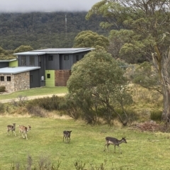 Dama dama at Crackenback, NSW - 29 Apr 2023