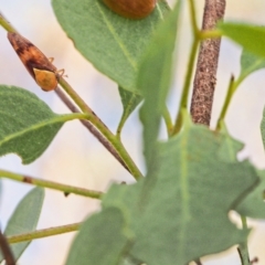Brunotartessus fulvus (Yellow-headed Leafhopper) at Callum Brae - 18 Mar 2023 by BarrieR
