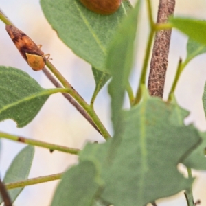 Brunotartessus fulvus at Jerrabomberra, ACT - 19 Mar 2023