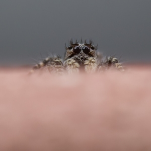 Salticidae (family) at Paddys River, ACT - 1 May 2023 11:26 AM