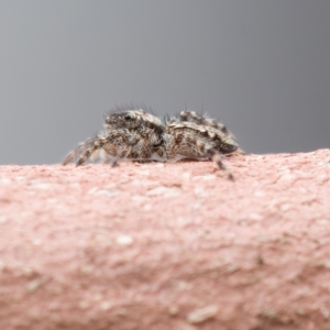 Salticidae (family) at Paddys River, ACT - 1 May 2023 11:26 AM