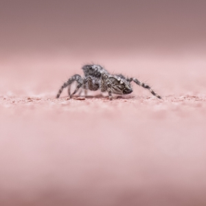 Salticidae (family) at Paddys River, ACT - 1 May 2023 11:26 AM