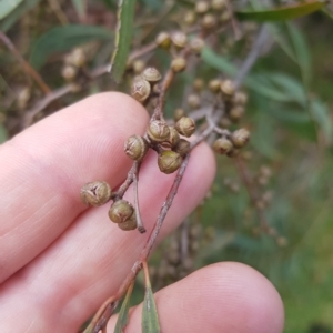 Eucalyptus nicholii at Greenleigh, NSW - 1 May 2023