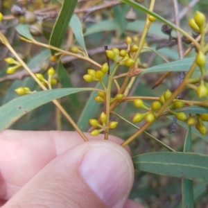 Eucalyptus nicholii at Greenleigh, NSW - 1 May 2023