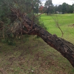 Eucalyptus nicholii at Greenleigh, NSW - 1 May 2023