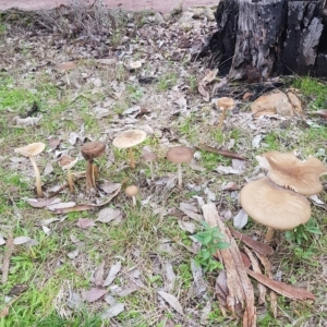 Oudemansiella gigaspora group at Greenleigh, NSW - 1 May 2023 01:27 PM