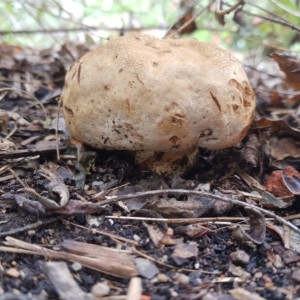 Phylloporus sp. at Greenleigh, NSW - 1 May 2023