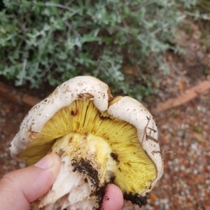 Phylloporus sp. at Greenleigh, NSW - 1 May 2023