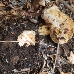 Phylloporus sp. at Greenleigh, NSW - 1 May 2023 01:17 PM