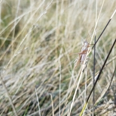 Unidentified Katydid (Tettigoniidae) at Mt Holland - 21 Apr 2023 by danswell
