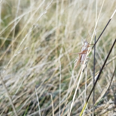 Conocephalus sp. (genus) (A Tussock Katydid) at Tinderry, NSW - 21 Apr 2023 by danswell