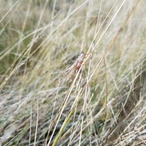 Conocephalus sp. (genus) at Mt Holland - 21 Apr 2023