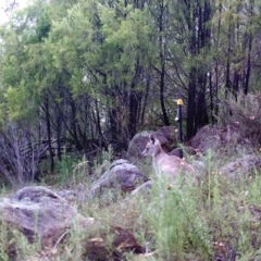 Macropus giganteus (Eastern Grey Kangaroo) at Mount Taylor - 25 Mar 2022 by MountTaylorParkcareGroup