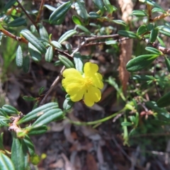 Hibbertia linearis (Showy Guinea Flower) at Ku-Ring-Gai Chase, NSW - 27 Apr 2023 by MatthewFrawley