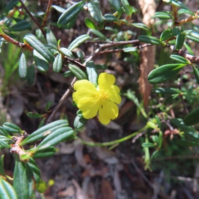 Hibbertia linearis (Showy Guinea Flower) at Ku-Ring-Gai Chase, NSW - 27 Apr 2023 by MatthewFrawley