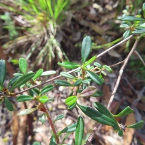 Hibbertia linearis at Ku-Ring-Gai Chase, NSW - 27 Apr 2023