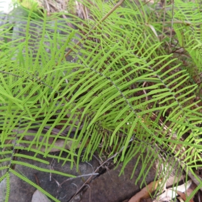 Gleichenia dicarpa (Wiry Coral Fern) at Ku-Ring-Gai Chase, NSW - 27 Apr 2023 by MatthewFrawley