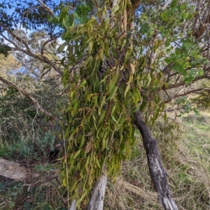 Delias harpalyce at Stromlo, ACT - 1 May 2023