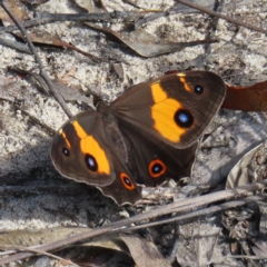 Tisiphone abeona (Varied Sword-grass Brown) at Ku-ring-gai Chase National Park - 27 Apr 2023 by MatthewFrawley