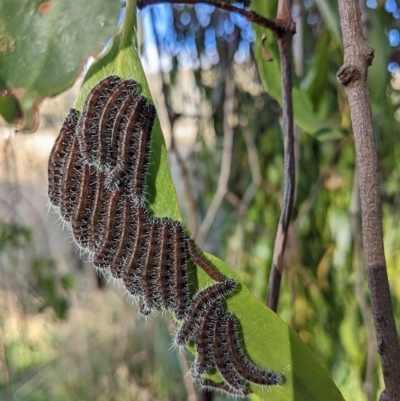 Delias harpalyce (Imperial Jezebel) at Stromlo, ACT - 1 May 2023 by HelenCross