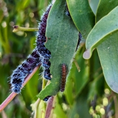 Delias harpalyce at Stromlo, ACT - 1 May 2023