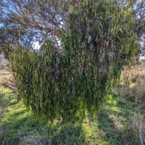 Delias harpalyce at Stromlo, ACT - 1 May 2023