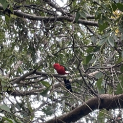 Alisterus scapularis (Australian King-Parrot) at Corroboree Park - 1 May 2023 by Hejor1