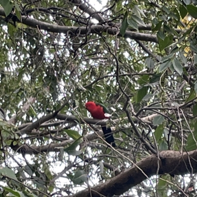 Alisterus scapularis (Australian King-Parrot) at Corroboree Park - 1 May 2023 by Hejor1