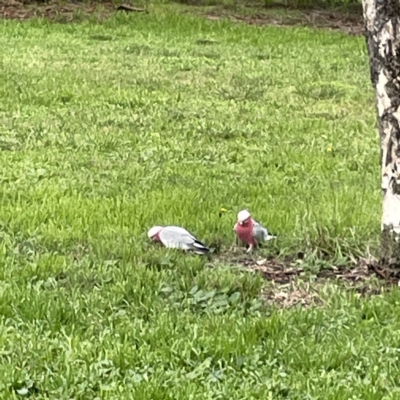 Eolophus roseicapilla (Galah) at Ainslie, ACT - 1 May 2023 by Hejor1