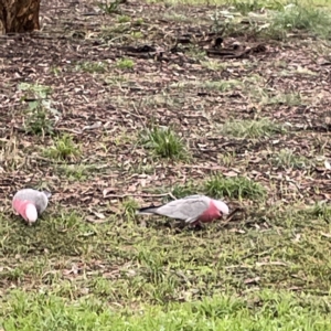 Eolophus roseicapilla at Ainslie, ACT - 1 May 2023