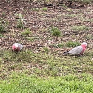 Eolophus roseicapilla at Ainslie, ACT - 1 May 2023