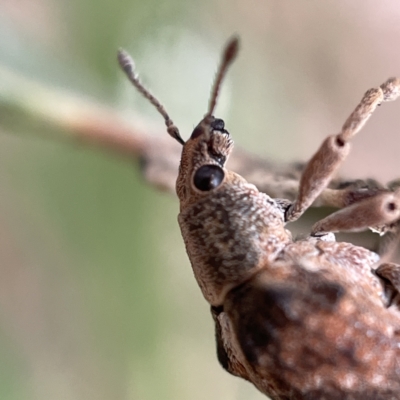 Gonipterus sp. (genus) (Eucalyptus Weevil) at Ainslie, ACT - 1 May 2023 by Hejor1